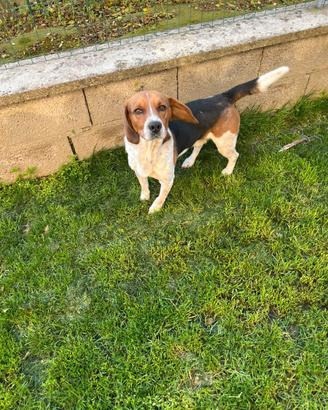 Cane Beagle in adozione