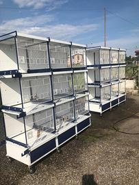 Allevamento canarini gabbie ed alba tramonto