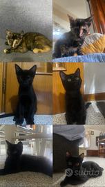 Gattini maschio/femmina allevati in casa