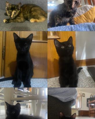 Gattini maschio/femmina allevati in casa