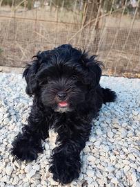 Shihpoo