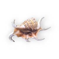 Conchiglia Ragno Lambis Harpago Vera 12cm Arredo
