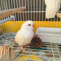 Pulli 2026 inseparabile