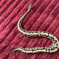 Serpente pitone reale con teca