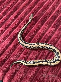 Serpente pitone reale con teca