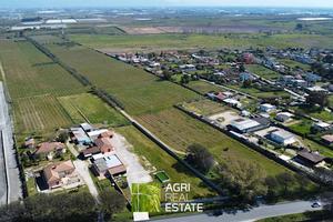 Vigneto di 10 HA ca. con uliveto