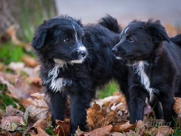 Cucciole femmine Maltese/Border collie