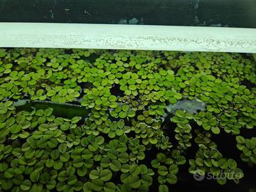 Pianta galleggiante
