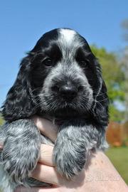 Cane cocker spaniel