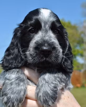 Cane cocker spaniel
