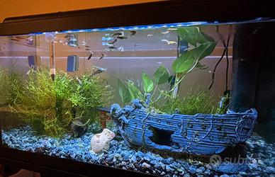 Guppy colorati da allevamento privato