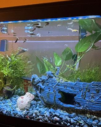 Guppy colorati da allevamento privato
