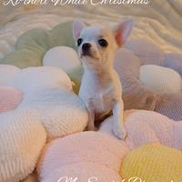 Chihuahua femmina bianca crema