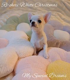Chihuahua femmina bianca crema