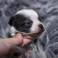 Chihuahua bianco blu