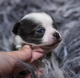 Chihuahua bianco blu