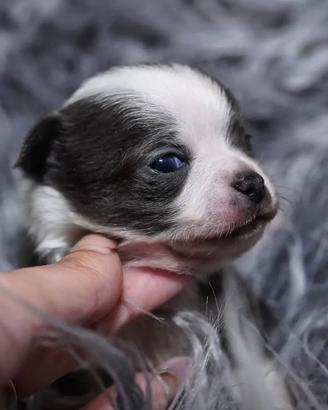 Chihuahua bianco blu