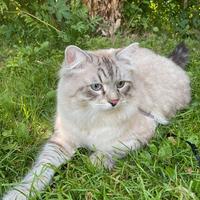 Accoppiamento gatto siberiano neva masquerade