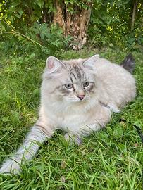 Accoppiamento gatto siberiano neva masquerade