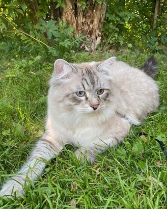 Accoppiamento gatto siberiano neva masquerade