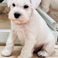 Schnauzer nano bianco 1000