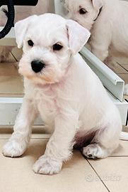 Schnauzer nano bianco 1000