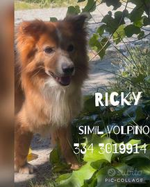 Ricky: simil volpino, buono e dolce