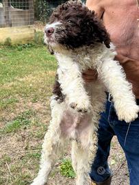 Cuccioli di Lagotto romagnolo