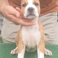 Amstaff