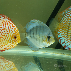 Discus Blu diamond