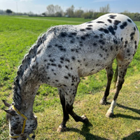 Appaloosa