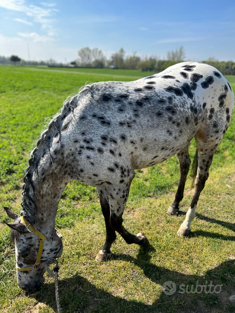 2 Adesivi Auto Cavallo Appaloosa &ndash; Car Sticker &ndash; Prodotto In Cina