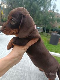 Cuccioli bassotto tedesco