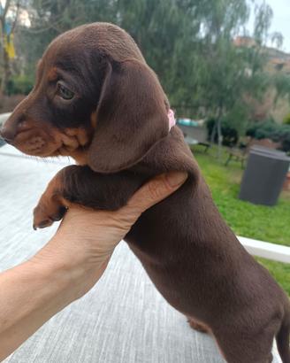 Cuccioli bassotto tedesco