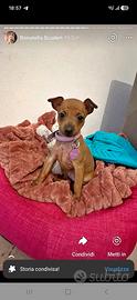 ?? Cuccioli di Pinscher Nano disponibili