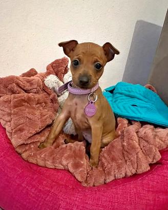 ?? Cuccioli di Pinscher Nano disponibili