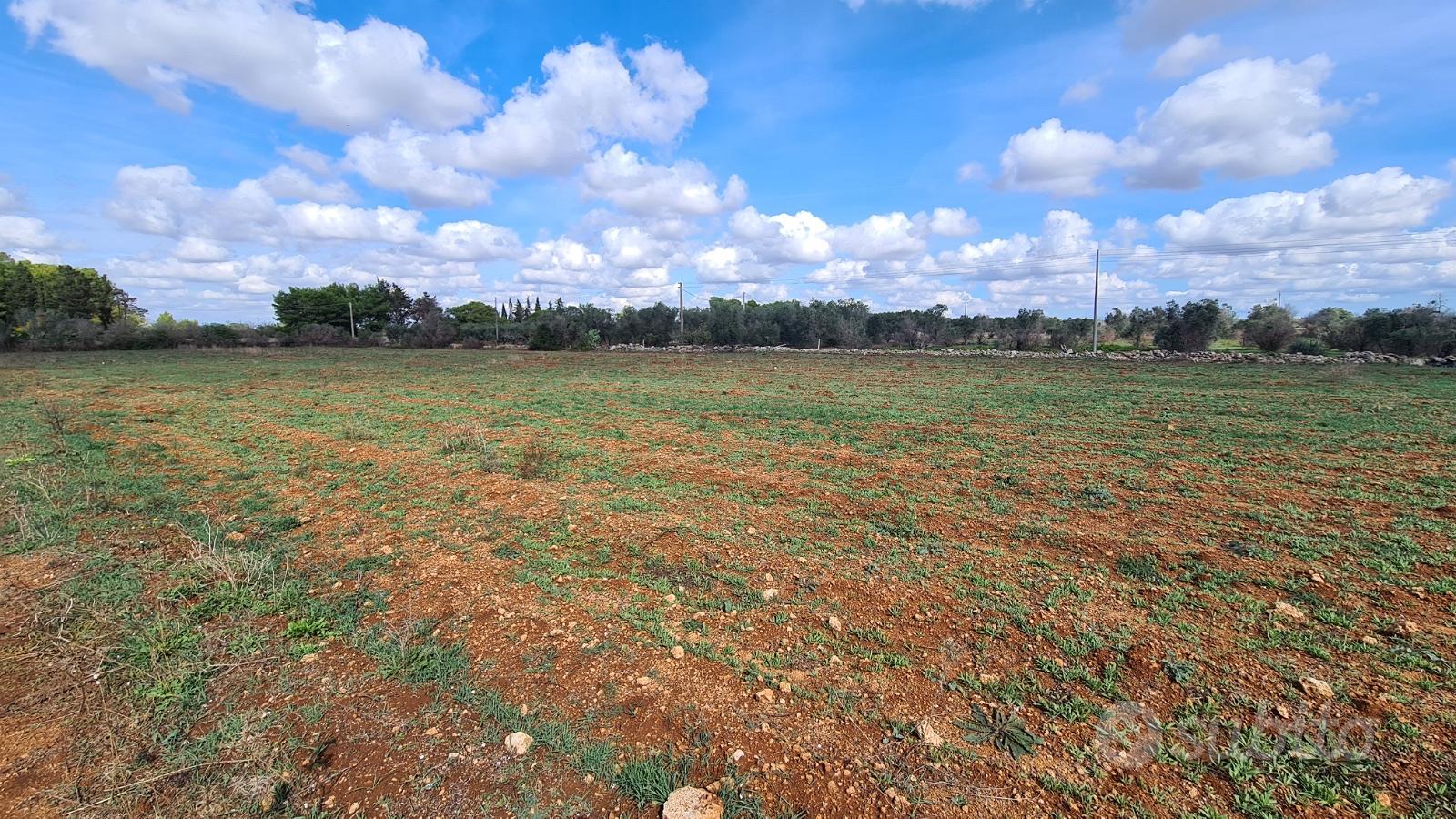 Terreno Agricolo provincia di Ugento - Vista 3