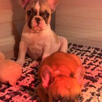 Cucciola di bulldog francese