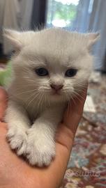 Gatti british