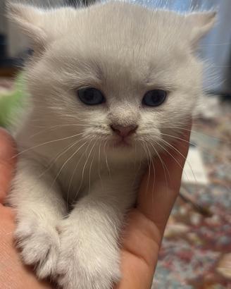 Gatti british