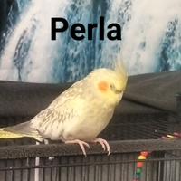 Perla e Ciccio