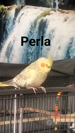 Perla e Ciccio