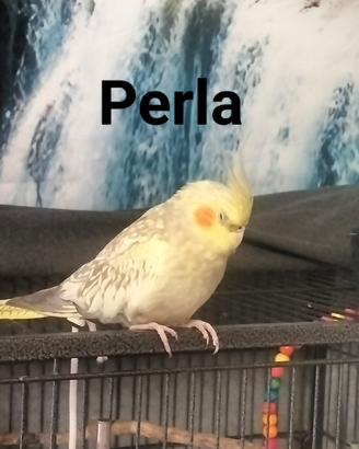 Perla e Ciccio