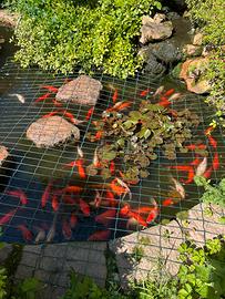 Pesci d'acqua dolce per laghetto esterno