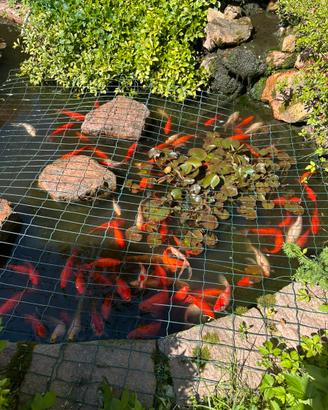 Pesci d'acqua dolce per laghetto esterno