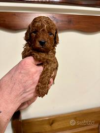 Cuccioli di barboncino Toy Red