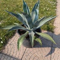 agave americana in vaso