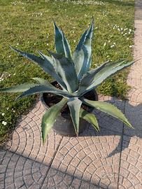 agave americana in vaso