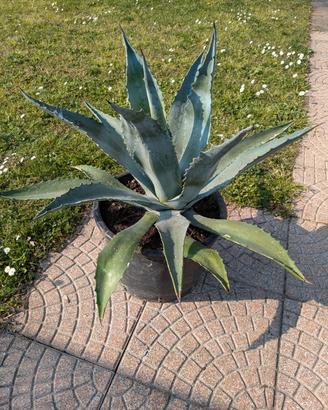 agave americana in vaso