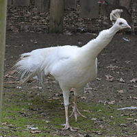 Pavone bianco